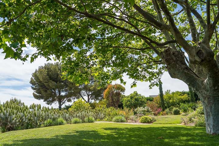 Opus Paysage-Paysagiste-Un jardin méditerranéen - Le Jardin du Parthénon-Jardin - photo 1