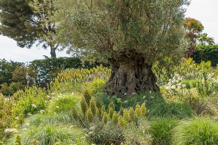 Opus Paysage-Paysagiste-Un jardin méditerranéen - Le Jardin du Parthénon-Jardin - photo 3