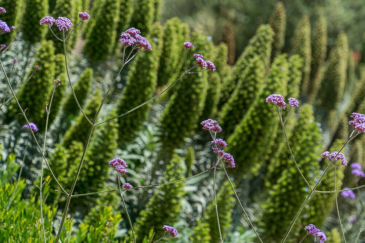 Opus Paysage-Paysagiste-Un jardin méditerranéen - Le Jardin du Parthénon-Jardin - photo 2