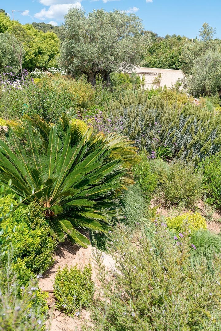 Opus Paysage-Paysagiste-Un jardin méditerranéen - Le Jardin du Parthénon-Jardin - photo 1