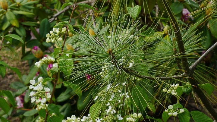 Opus Paysage-Paysagiste-Un jardin de paysagiste à Barbizon : le jardin des rochers-Jardin - photo 4