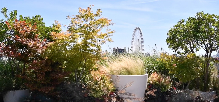 Horticulture et Jardins-Paysagiste-Jardin terrasse de la suite Belle Etoile, hotel Le Meurice-Terrasse - photo 4