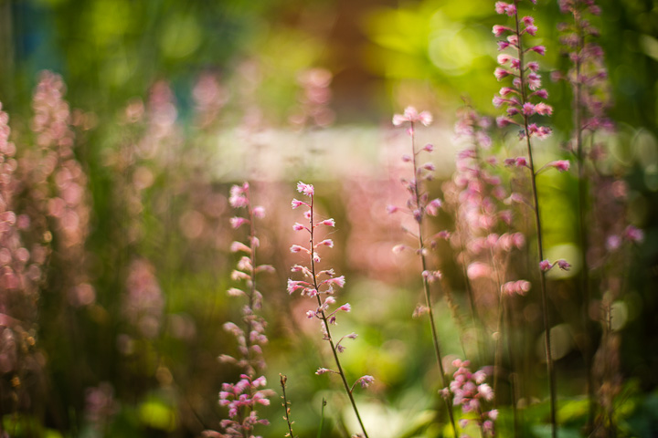 Opus Paysage-Paysagiste-Un jardin paysager en pente douce-0 - photo 2