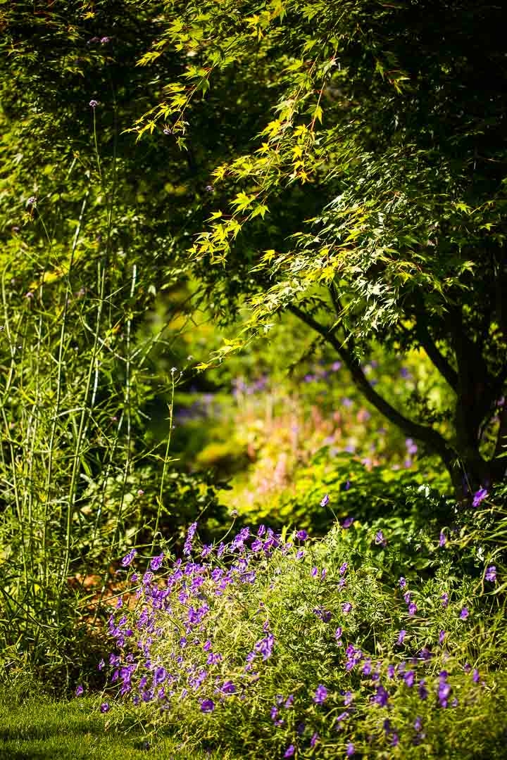 Opus Paysage-Paysagiste-Un jardin paysager en pente douce-Jardin - photo 3