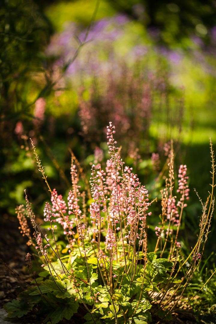 Opus Paysage-Paysagiste-Un jardin paysager en pente douce-0 - photo 4