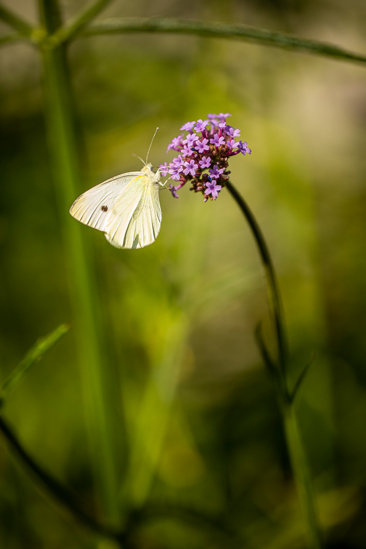 Opus Paysage-Paysagiste-Un jardin paysager en pente douce-0 - photo 3