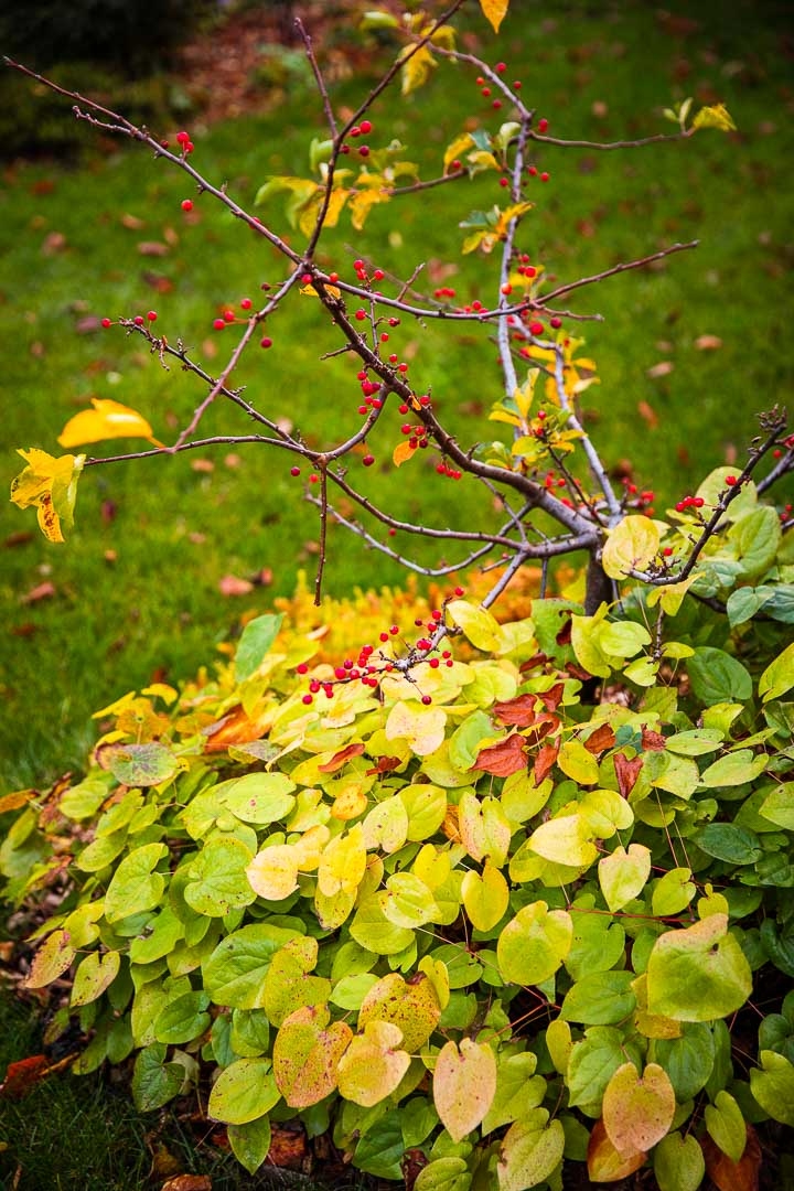 Opus Paysage-Paysagiste-Un jardin paysager en pente douce-Jardin - photo 3