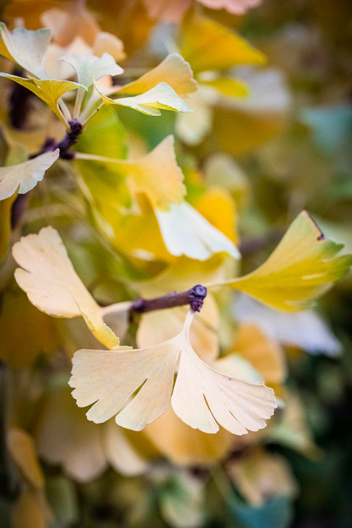 Opus Paysage-Paysagiste-Un jardin paysager en pente douce-Jardin - photo 1