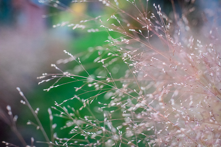 Opus Paysage-Paysagiste-Un jardin paysager en pente douce-Jardin - photo 3