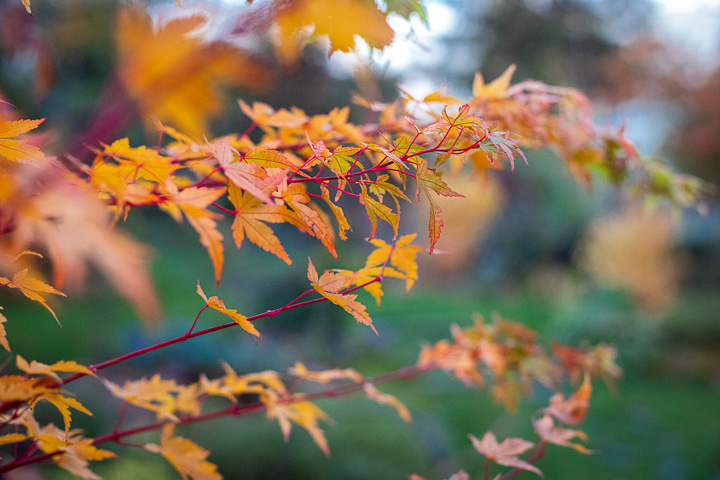 Opus Paysage-Paysagiste-Un jardin paysager en pente douce-Jardin - photo 1