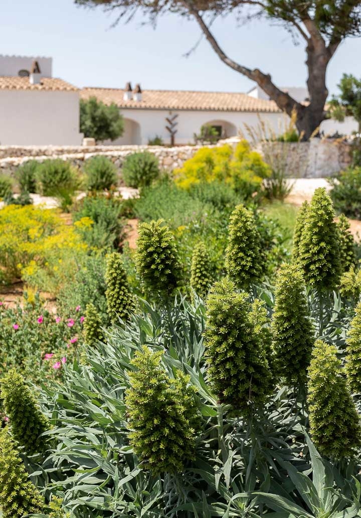 Opus Paysage-Paysagiste-Aménagement paysager d'un jardin méditerranéen-Jardin - photo 1