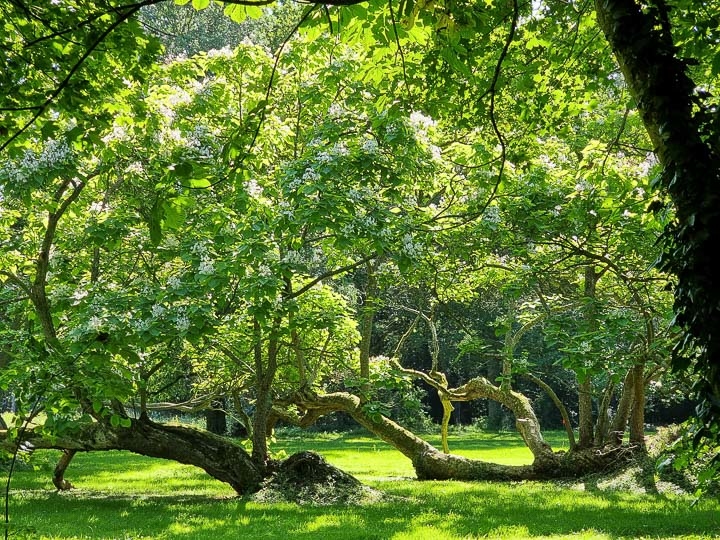 Opus Paysage-Paysagiste-Renaissance d'un parc paysager-Jardin - photo 3