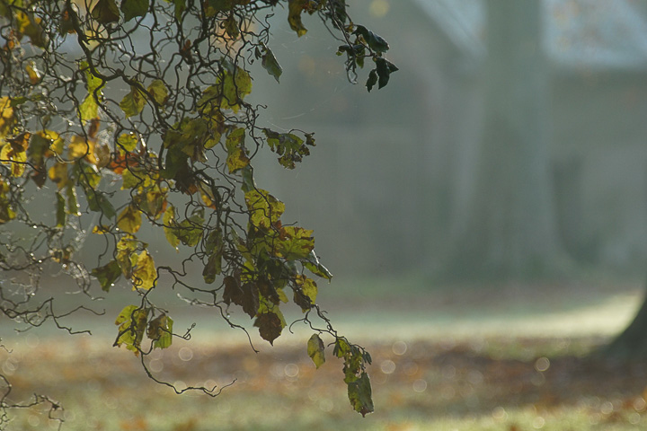 Opus Paysage-Paysagiste-Renaissance d'un parc paysager-Jardin - photo 2