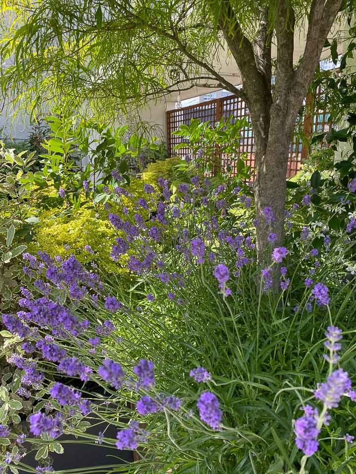 Jardins Intemporels-Paysagiste-Un jardin terrasse à Paris-Terrasse - photo 1