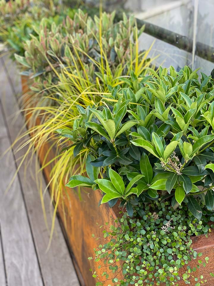 Jardins Intemporels-Paysagiste-Un jardin terrasse à Paris-Terrasse - photo 2