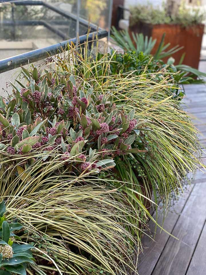 Jardins Intemporels-Paysagiste-Un jardin terrasse à Paris-Terrasse - photo 3