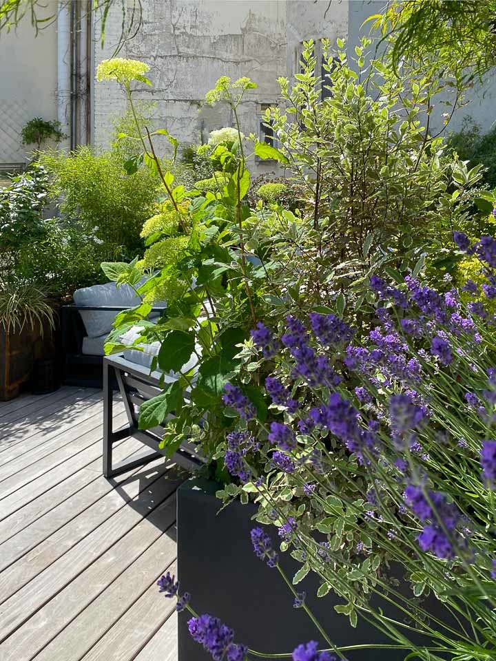 Jardins Intemporels-Paysagiste-Un jardin terrasse à Paris-Terrasse - photo 4