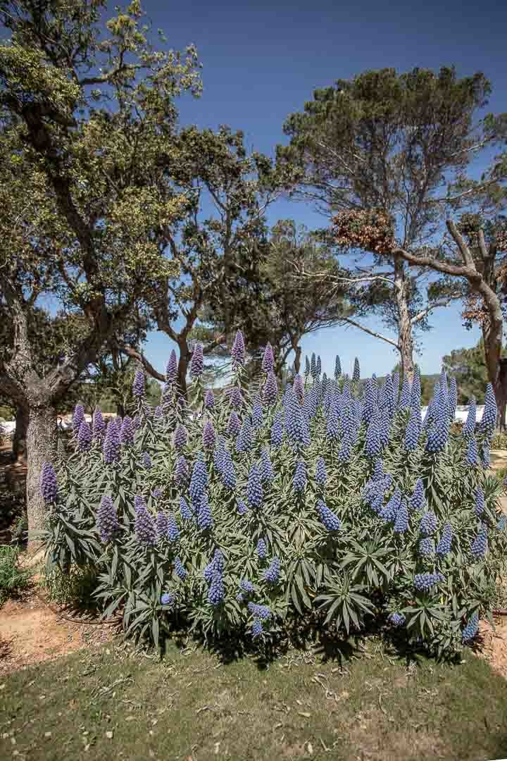Opus Paysage-Paysagiste-Aménagement paysager d'un jardin méditerranéen-Jardin - photo 3