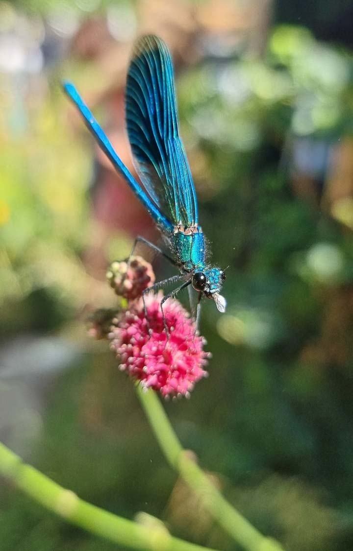 Opus Paysage-Paysagiste-Jardin événementiel : Salon Jardins, Jardin 2022-Jardin - photo 4