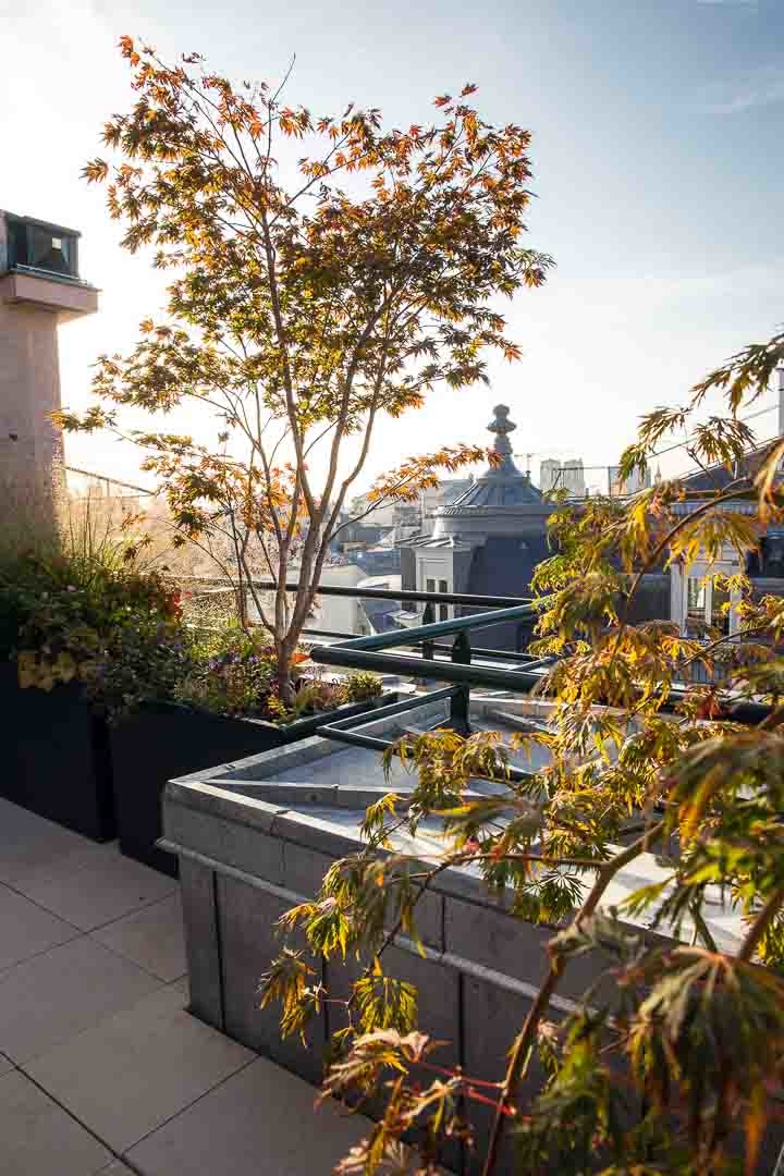 Opus Paysage-Paysagiste-Conception paysagère des terrasses du siège de Guerlain à Paris-Terrasse - photo 2