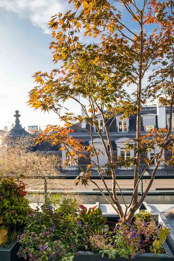 Opus Paysage-Paysagiste-Conception paysagère des terrasses du siège de Guerlain à Paris-Terrasse - photo 3