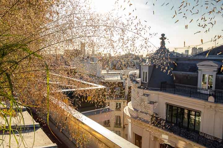 Opus Paysage-Paysagiste-Conception paysagère des terrasses du siège de Guerlain à Paris-Terrasse - photo 2