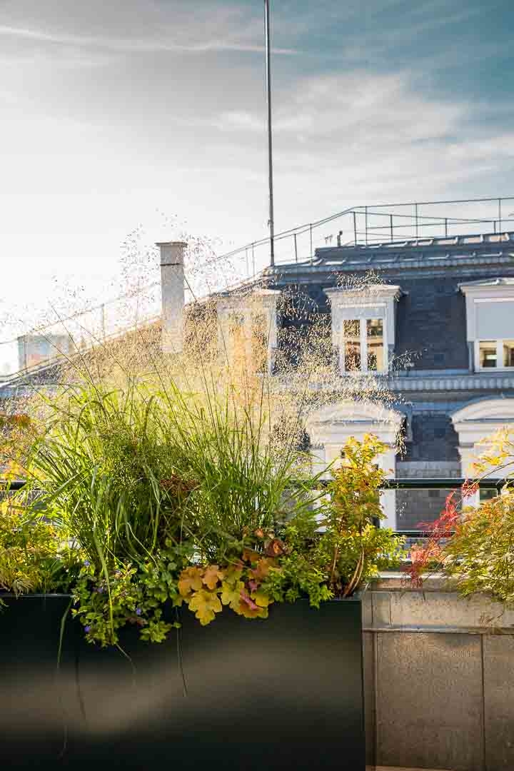 Opus Paysage-Paysagiste-Conception paysagère des terrasses du siège de Guerlain à Paris-Terrasse - photo 4