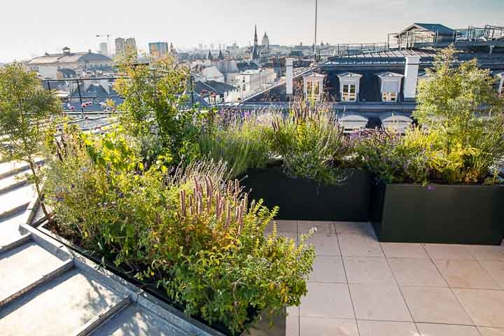 Opus Paysage-Paysagiste-Conception paysagère des terrasses du siège de Guerlain à Paris-Terrasse - photo 3