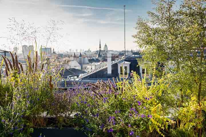 Opus Paysage-Paysagiste-Conception paysagère des terrasses du siège de Guerlain à Paris-Terrasse - photo 4
