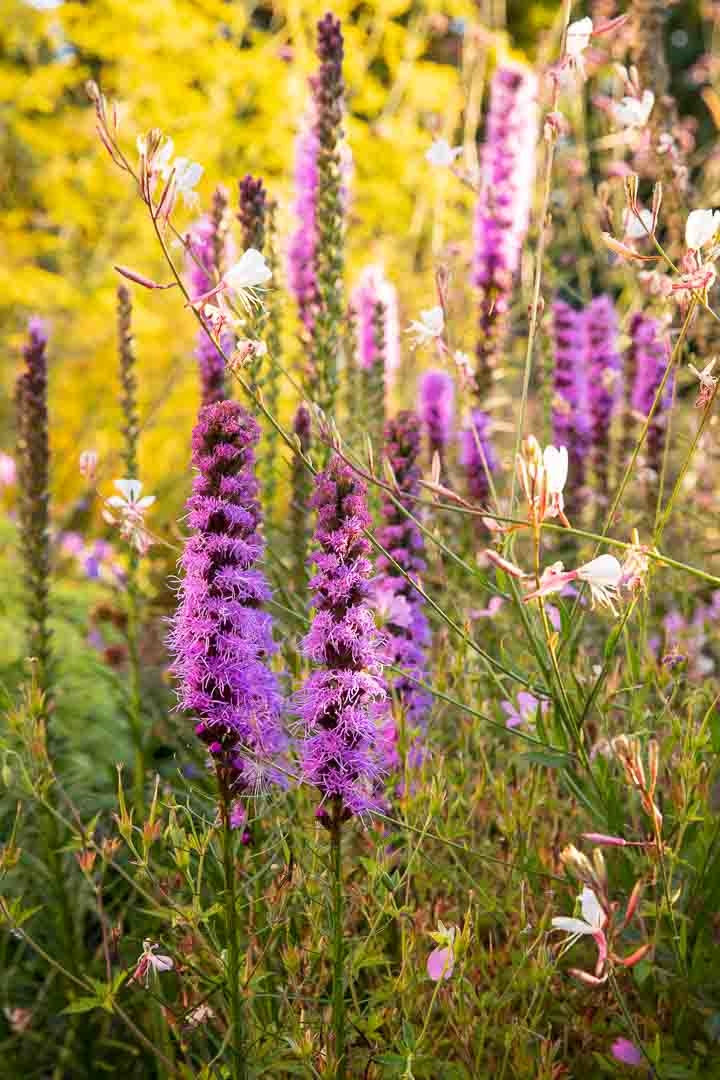 Opus Paysage-Paysagiste-Le jardin bouquetier-Jardin - photo 3