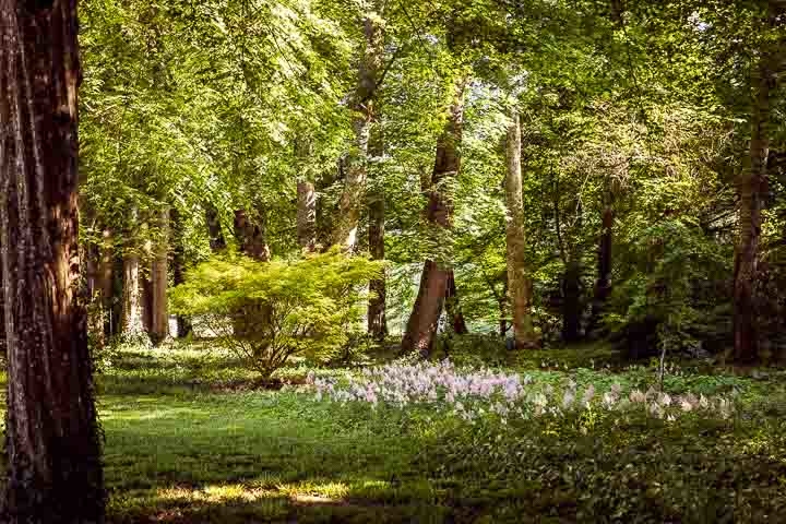 Opus Paysage-Paysagiste-Un jardin poétique, le jardin du bucheron-Jardin - photo 1