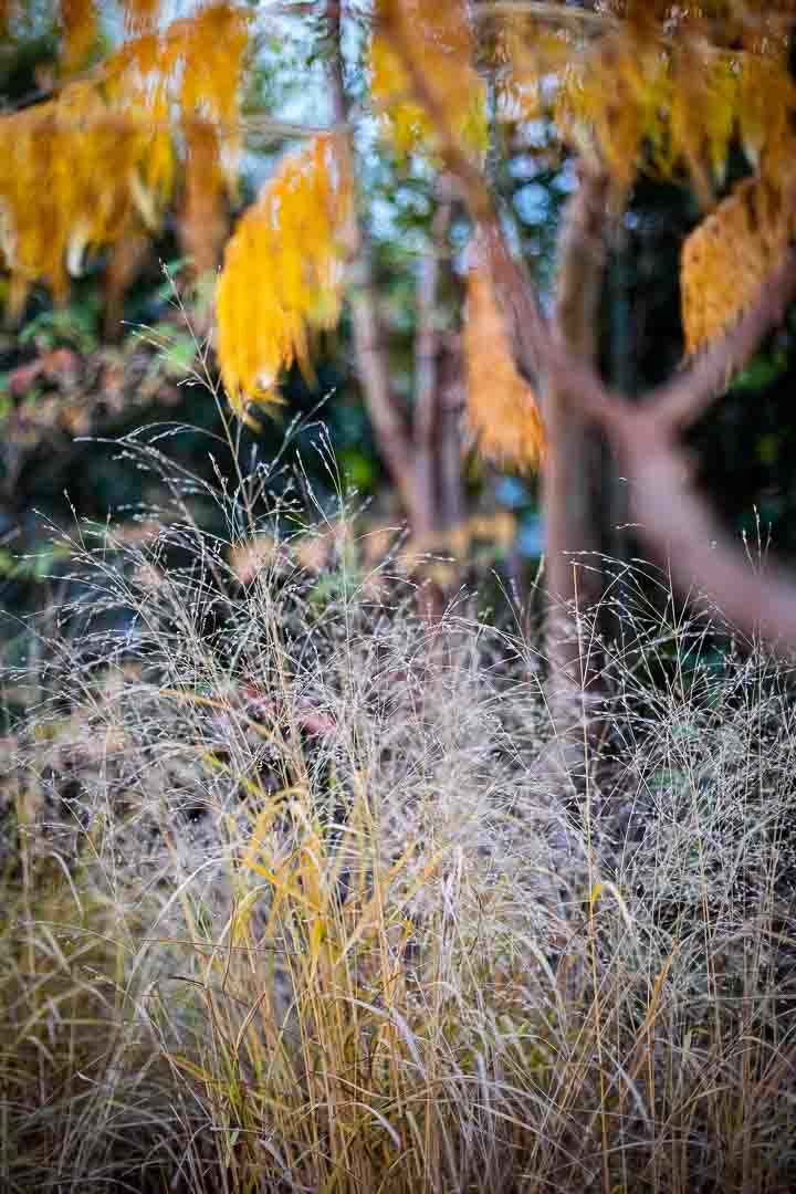 Opus Paysage-Paysagiste-Jardin de ville, jardin anglais-Jardin - photo 2