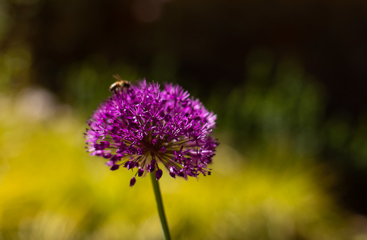 Opus Paysage-Paysagiste-Amenagement d'un jardin ecologique-Jardin - photo 4