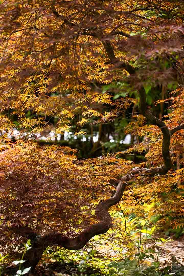 Opus Paysage-Paysagiste-Amenagement d'un jardin ecologique-Jardin - photo 2