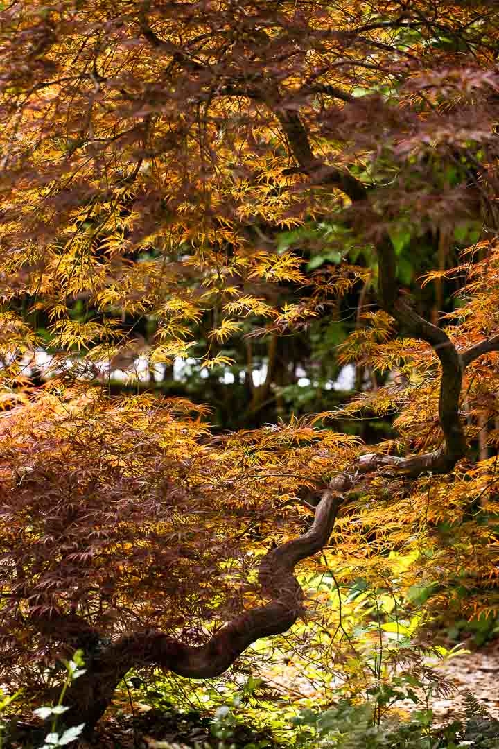 Opus Paysage-Paysagiste-Amenagement d'un jardin ecologique-Jardin - photo 2