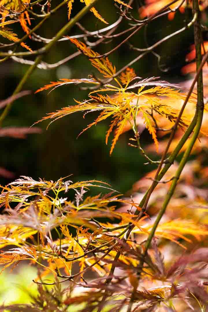 Opus Paysage-Paysagiste-Amenagement d'un jardin ecologique-Jardin - photo 3