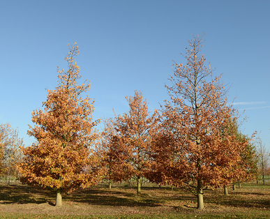 Baum & Bonheur-Pépinièriste-Les chênes (Quercus robur)