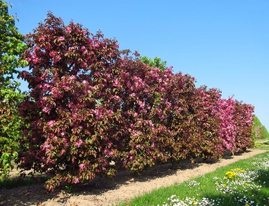 Baum & Bonheur-Pépinièriste-Les pommiers (Malus Eleyi, Malus Hillieri, Malus Toringo)