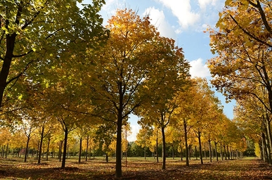 Baum & Bonheur-Pépinièriste-Les érables (Acer platanoides)