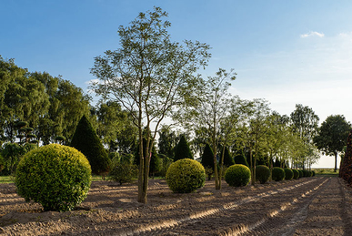 Baum & Bonheur-Pépinièriste-Les buis topiaires (Buxus sempervirens)