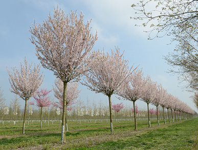 Baum & Bonheur-Pépinièriste-Les arbres à fruits et à fleurs (Prunus pandora, Prunus laurocesarus)