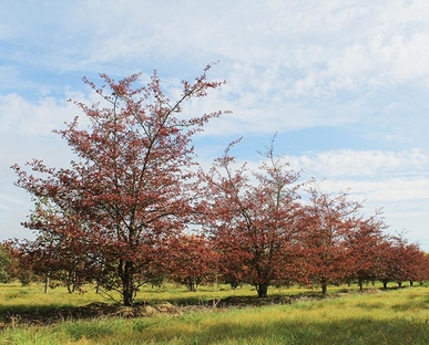 Baum & Bonheur-Pépinièriste-Les aubépines (Crataegus prunifolia)