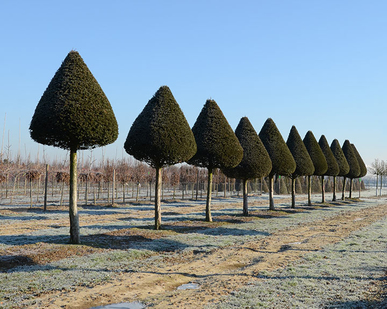 Baum & Bonheur-Pépinièriste-Les ifs topiaires (taxus baccata)