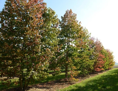 Baum & Bonheur-Pépinièriste-Les liquidambars (Liquidambar styraciflua)