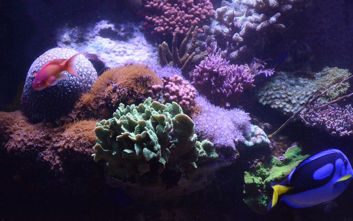 Océan d'intérieur-Aquariums-Aquarium en haute mer-0 - photo 3