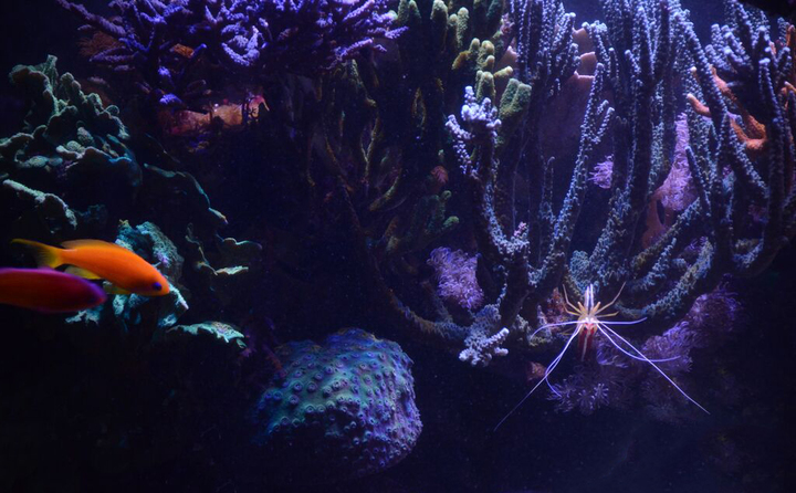 Océan d'intérieur-Aquariums-Aquarium en haute mer-0 - photo 4