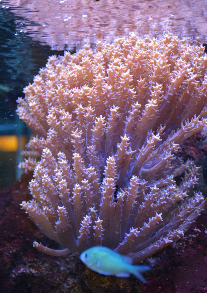 Océan d'intérieur-Aquariums-Colorful Aquarium-0 - photo 3