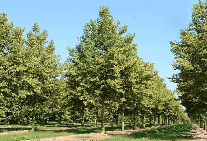 Baum & Bonheur-Pépinièriste-Les tilleuls (Tilia cordata Erecta, Tilia europaea Pallida)-0 - photo 1