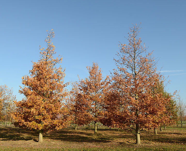 Baum & Bonheur-Pépinièriste-Les chênes (Quercus robur)-0 - photo 1