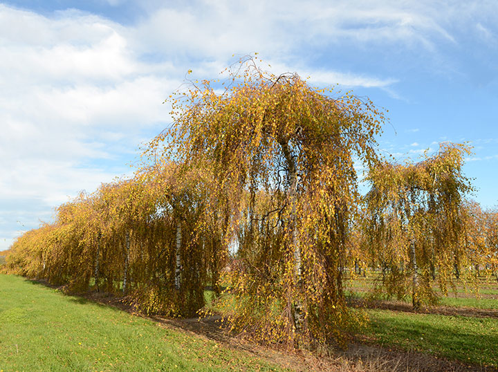 Baum & Bonheur-Pépinièriste-Les bouleaux (Betula Pendula Youngii)-0 - photo 1